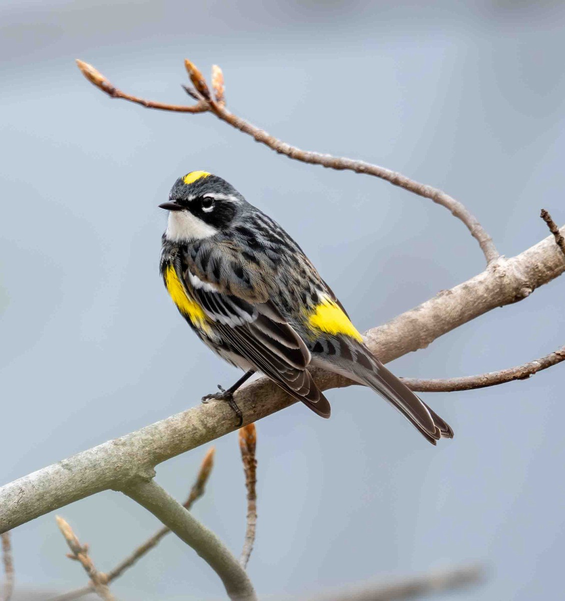 Yellow-rumped Warbler - ML634244371