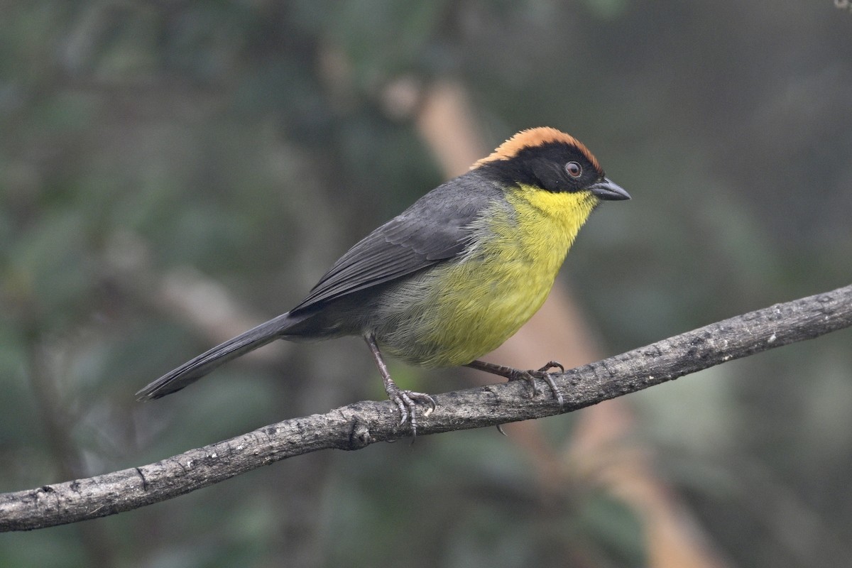 Yellow-breasted Brushfinch (Yellow-breasted) - ML634244372