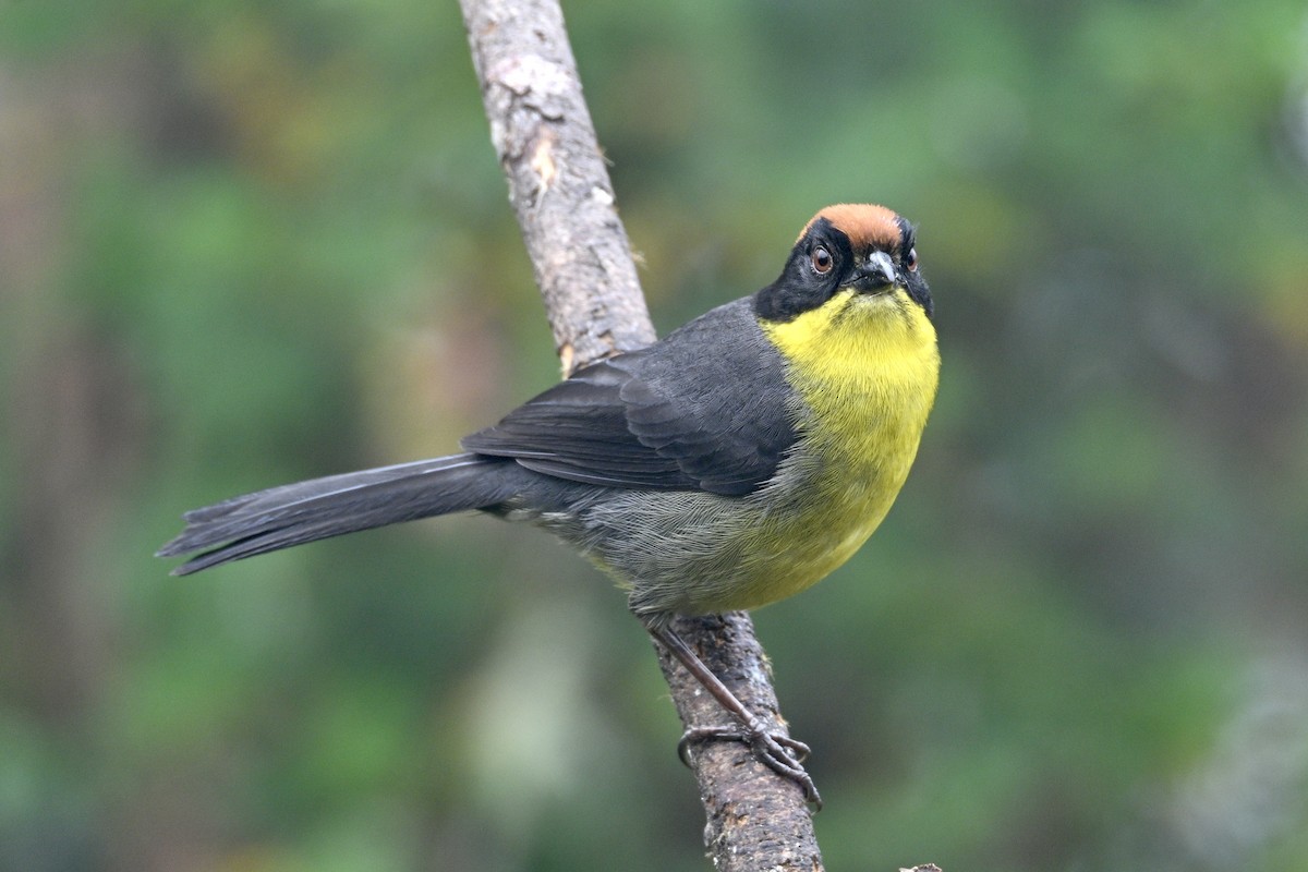 Yellow-breasted Brushfinch (Yellow-breasted) - ML634244373