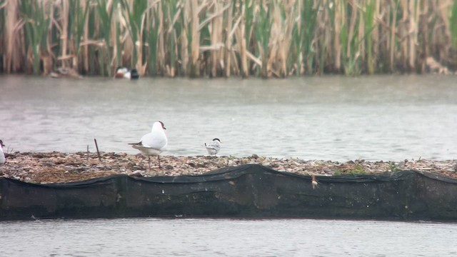 Little Tern - ML634244376