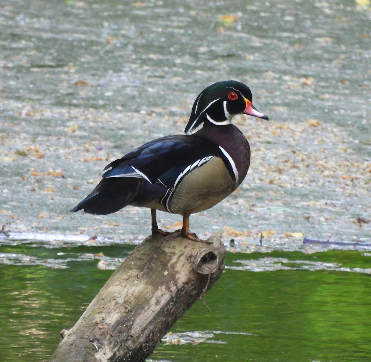 Pato Joyuyo - ML634244492