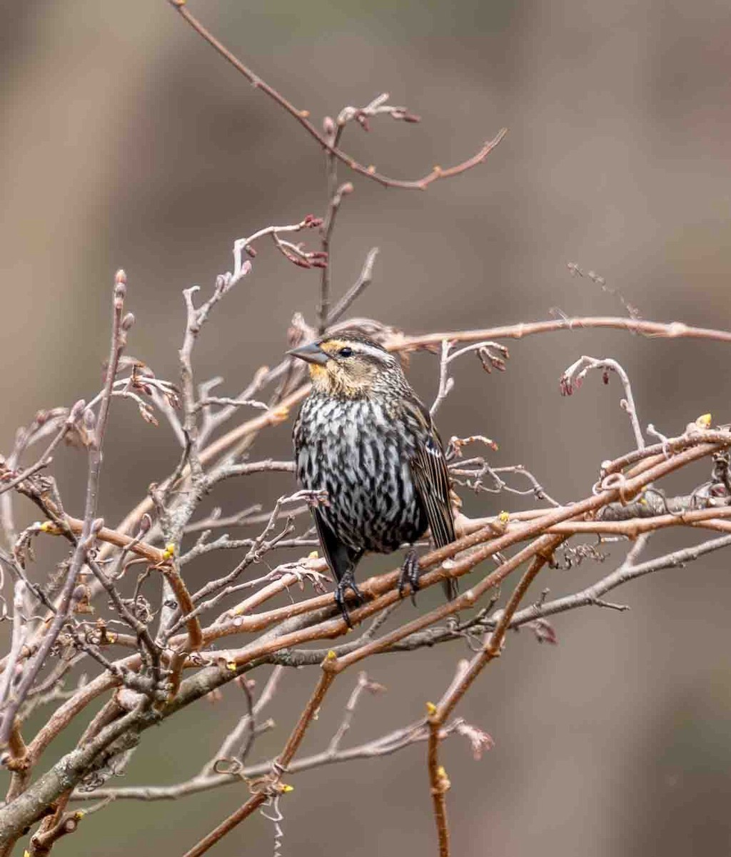 Red-winged Blackbird - ML634244536