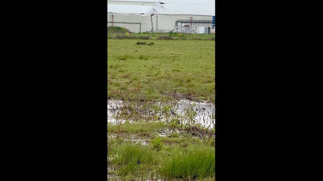 Lesser Yellowlegs - ML634244546