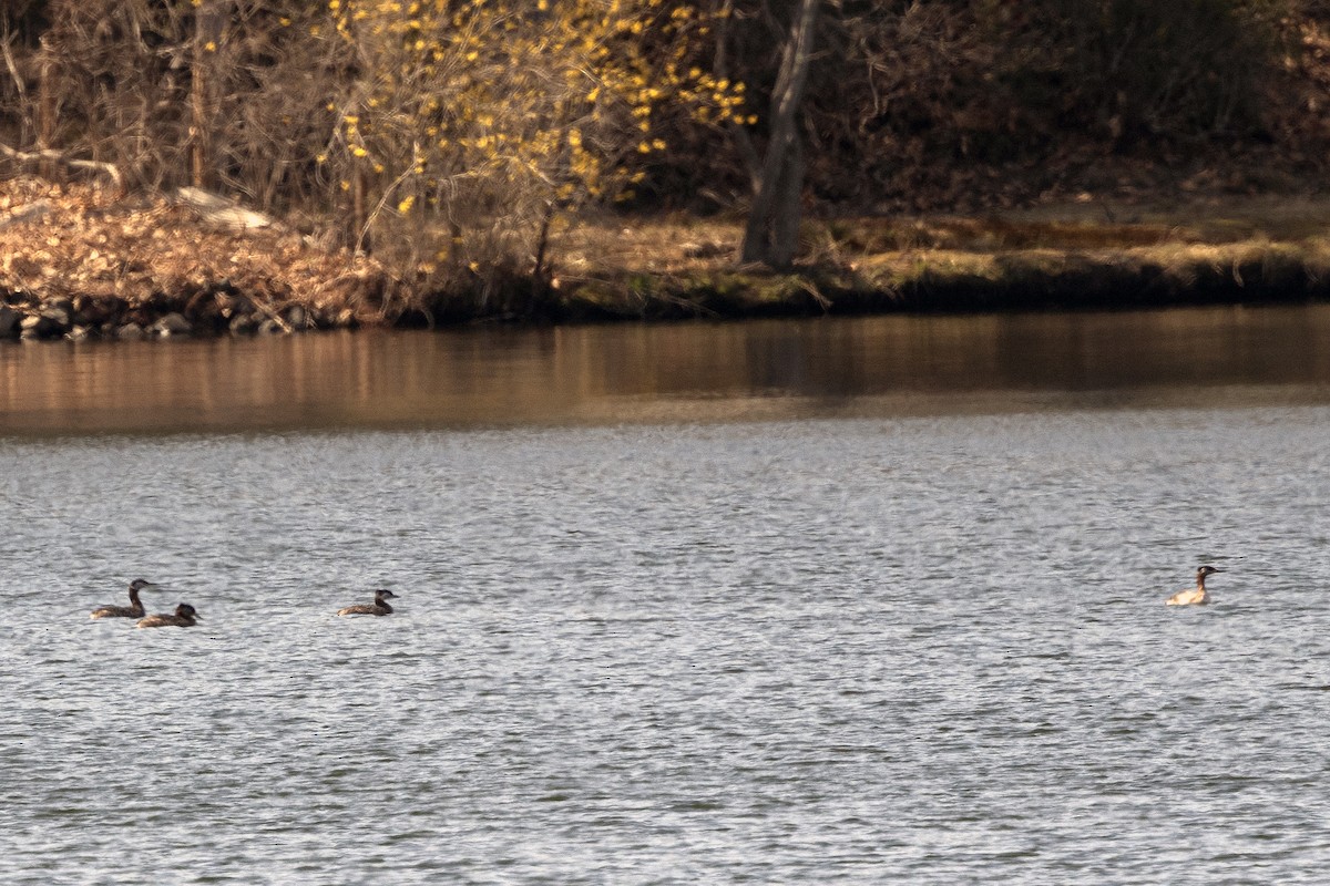 Red-necked Grebe - ML634244677