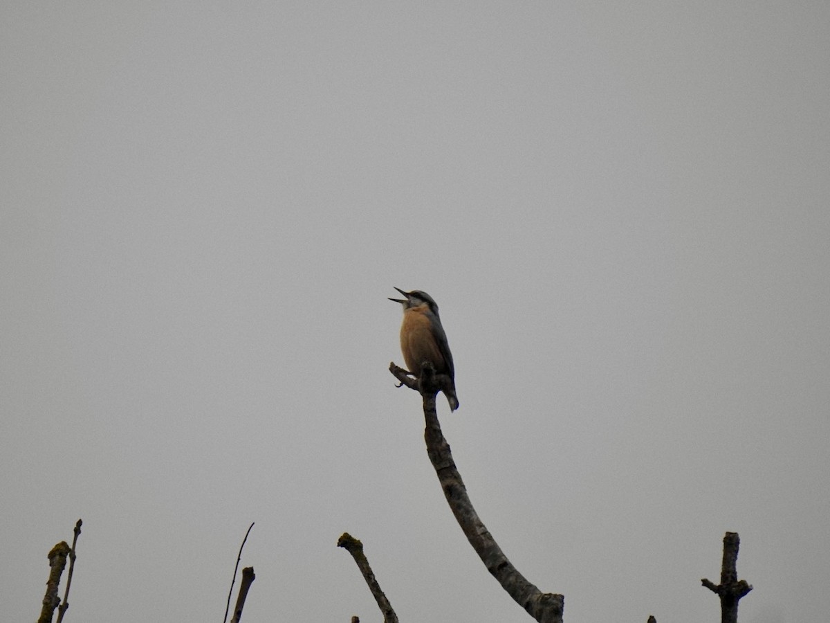 spettmeis (europaea gr.) - ML634244741