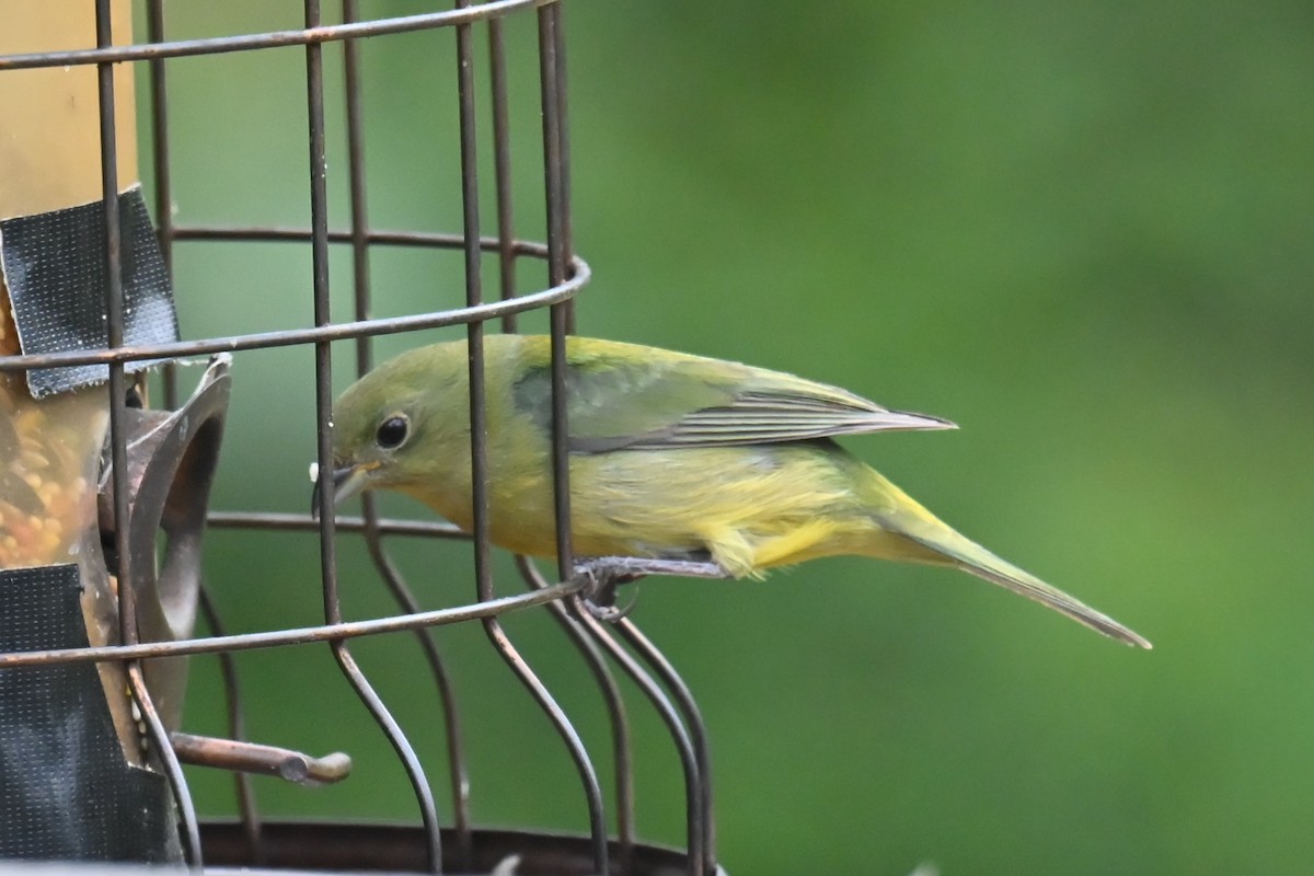 Painted Bunting - ML634244791