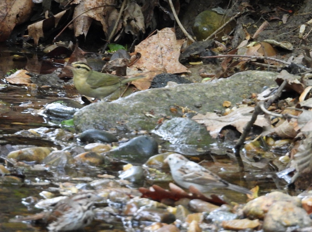 Worm-eating Warbler - ML634244820