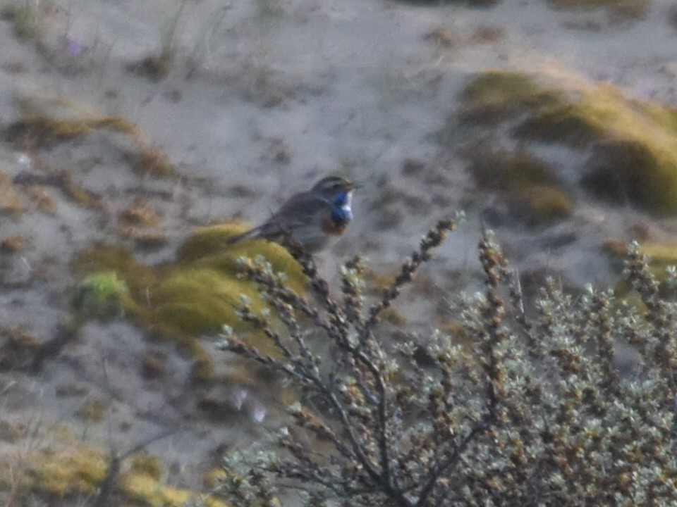 Bluethroat (White-spotted) - ML634244859