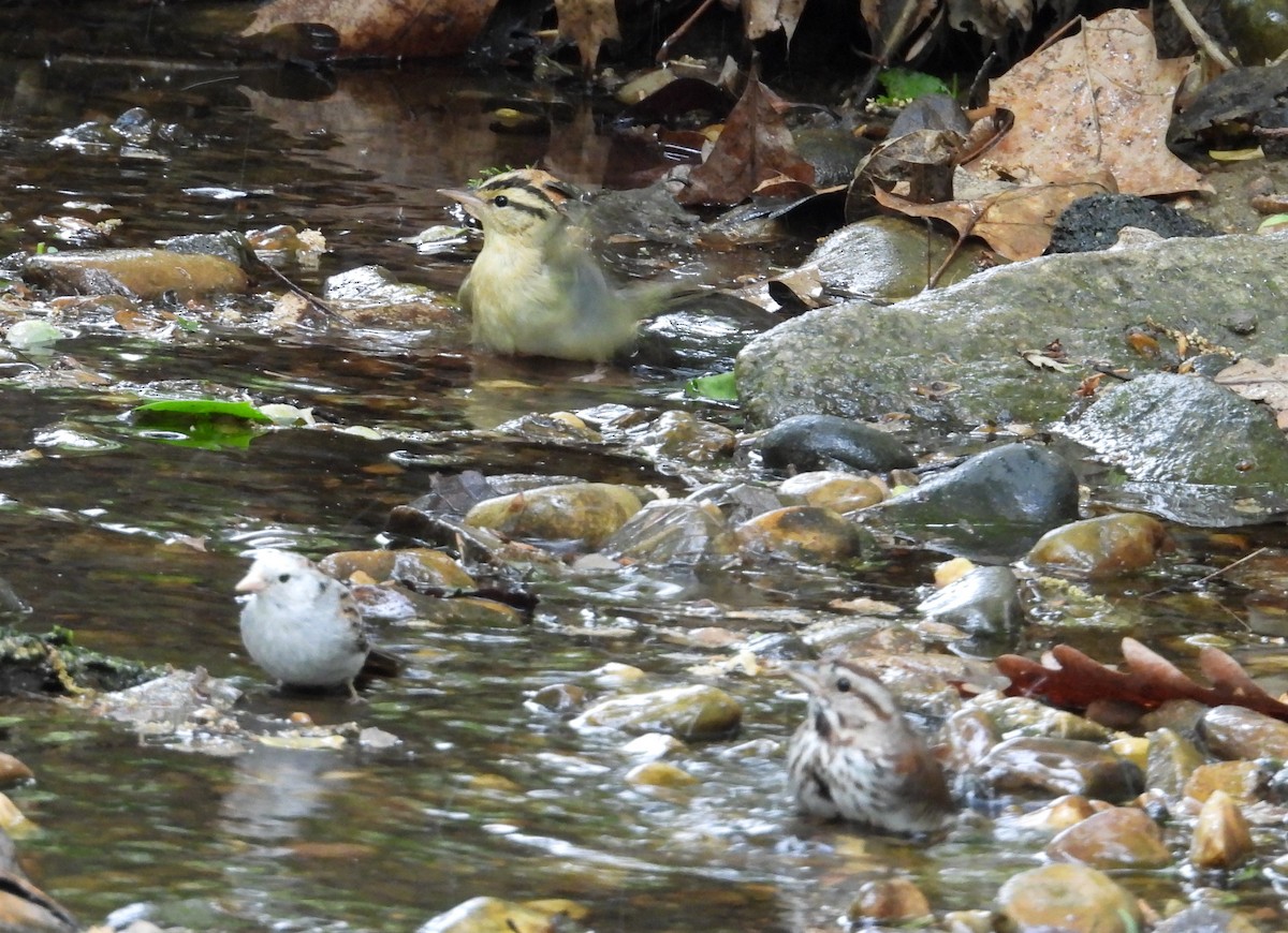 Worm-eating Warbler - ML634244869
