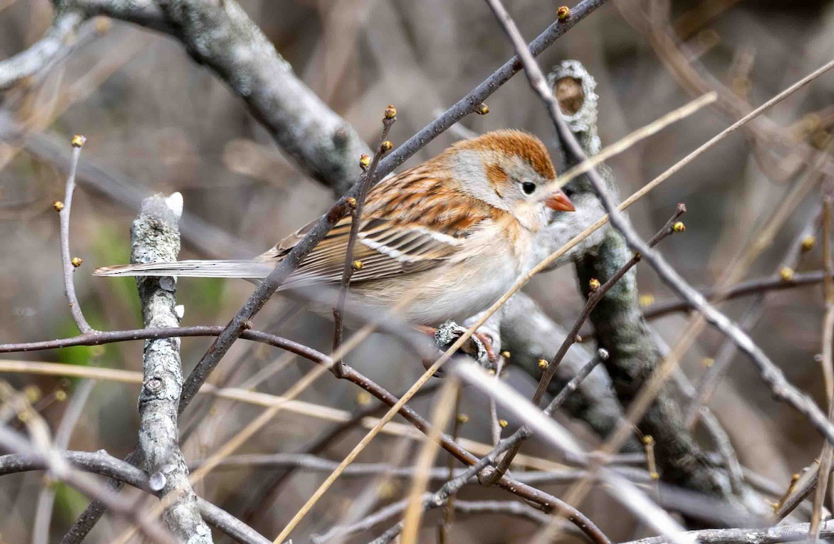 Field Sparrow - ML634244901