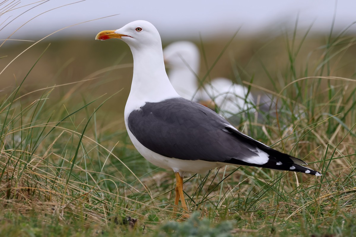 Heringsmöwe - ML634244961