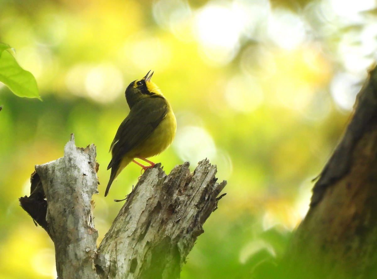 Kentucky Warbler - ML634245002