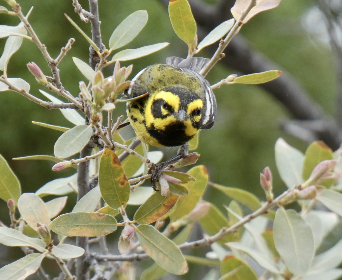Townsend's Warbler - ML634245032
