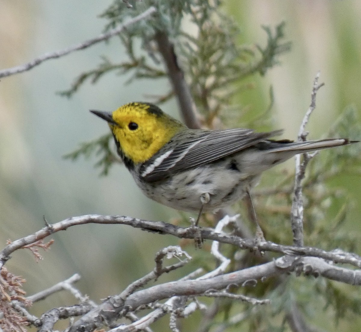 Hermit Warbler - ML634245042