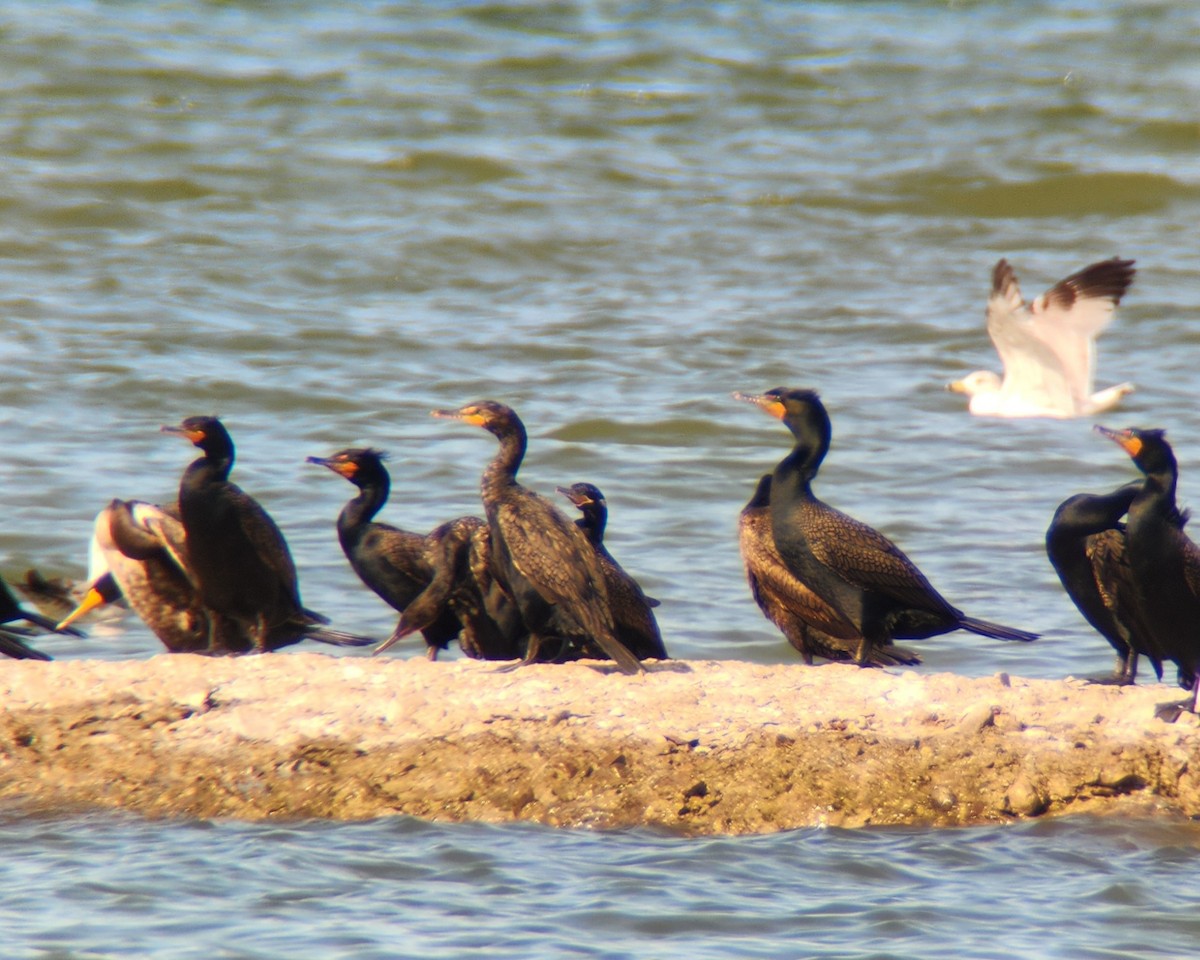 kormorán neotropický - ML634245158