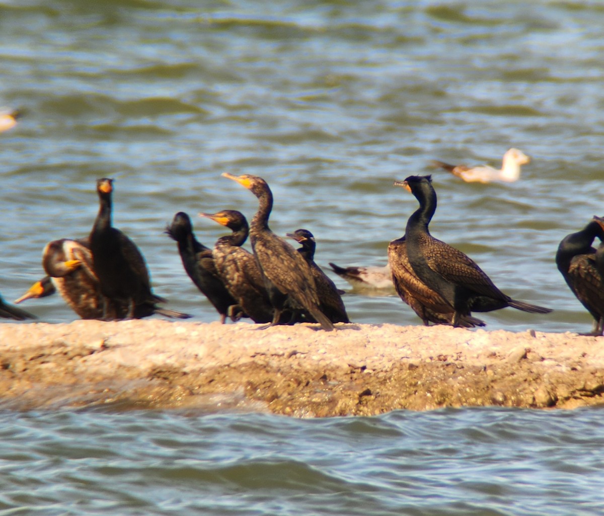 kormorán neotropický - ML634245159