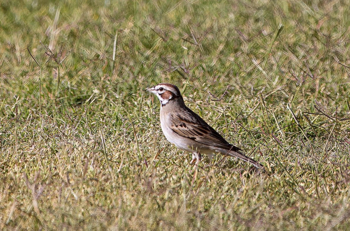 Lark Sparrow - ML634245244