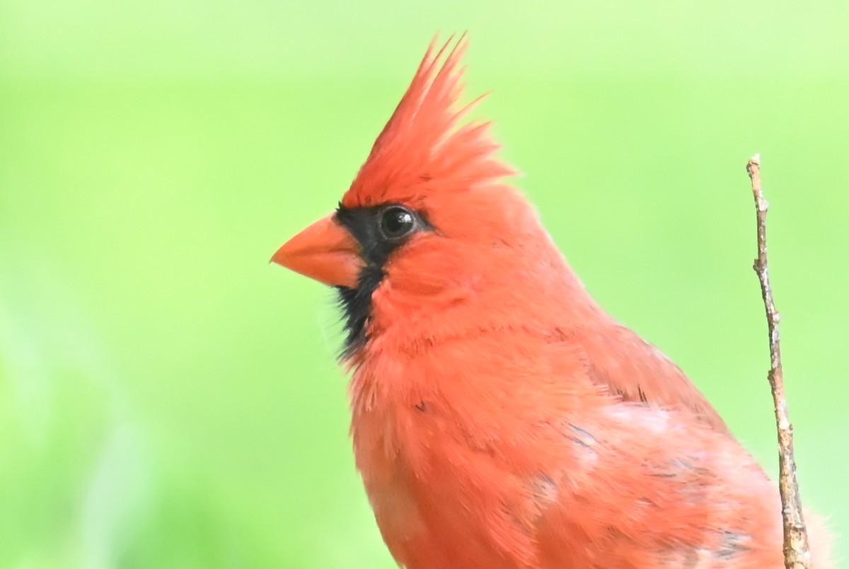 Northern Cardinal - ML634245310