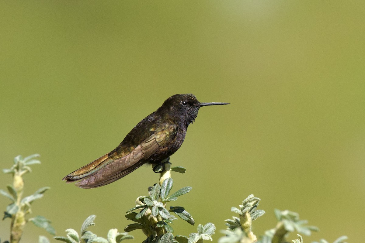 Black Metaltail - Anne Bielamowicz
