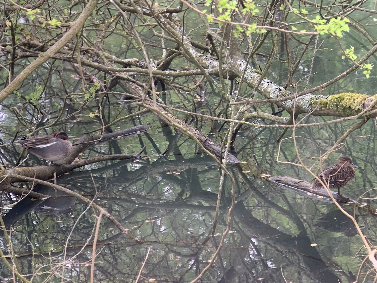 Green-winged Teal (Eurasian) - ML634245428