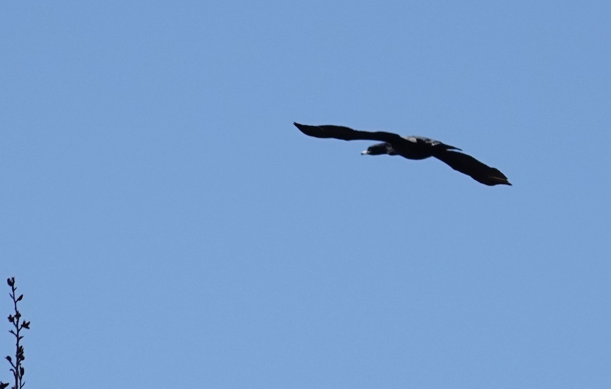 Cormoran à aigrettes - ML634245434