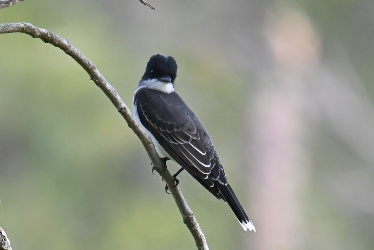 Eastern Kingbird - ML634245620