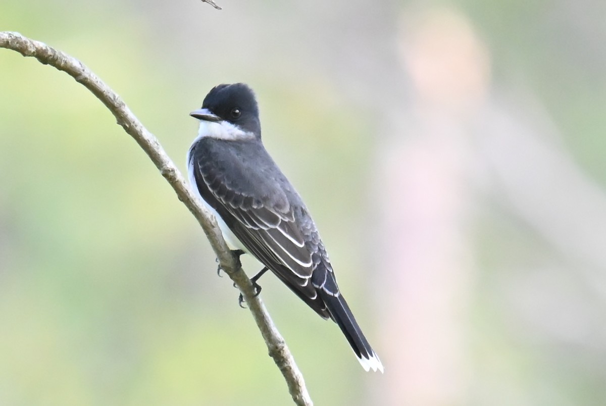 Eastern Kingbird - ML634245637