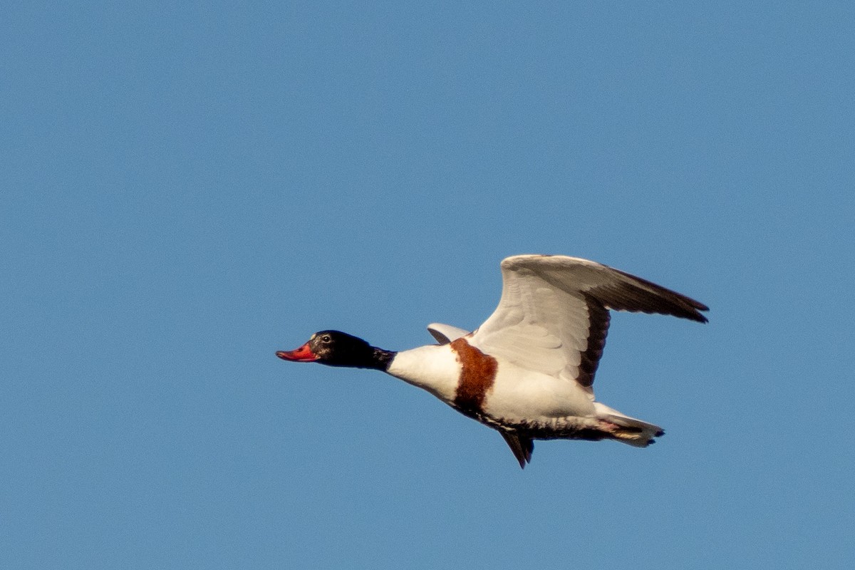 Common Shelduck - ML634245714