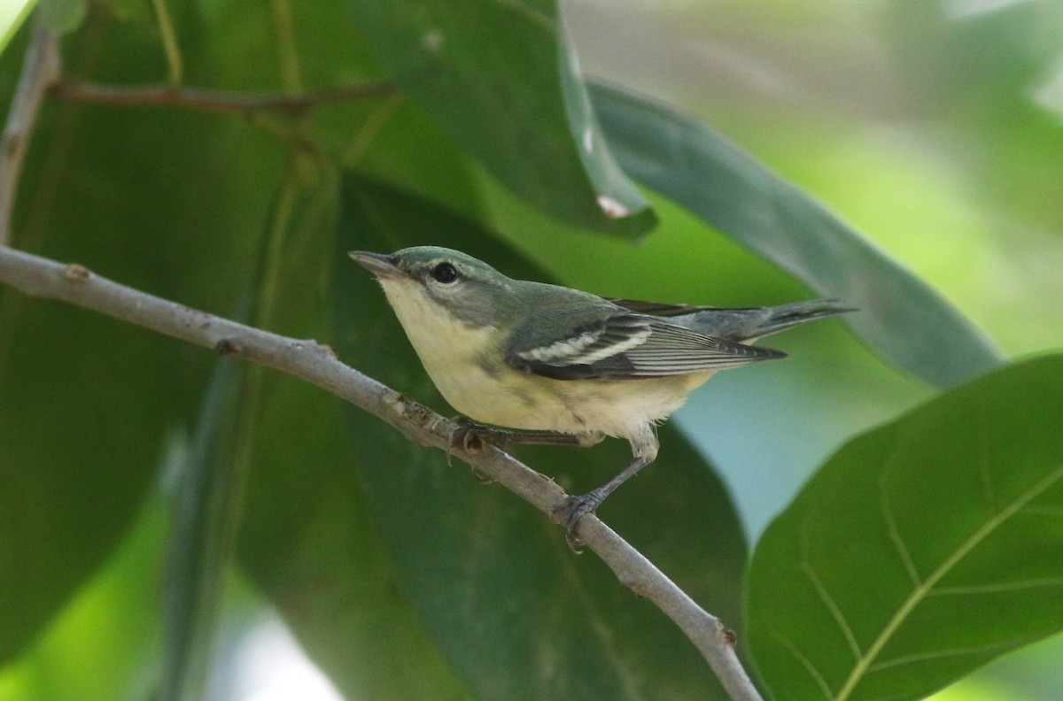 Cerulean Warbler - ML634245764