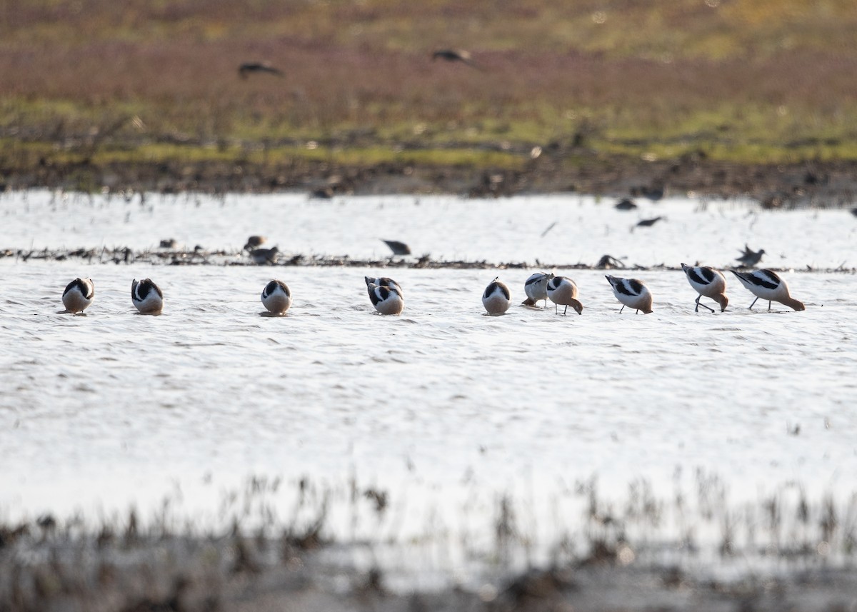 American Avocet - ML634245817