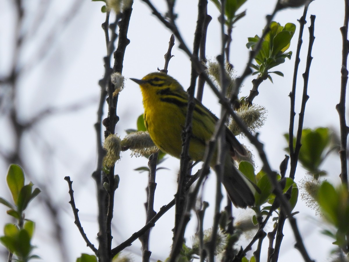 Prairie Warbler - ML634245852
