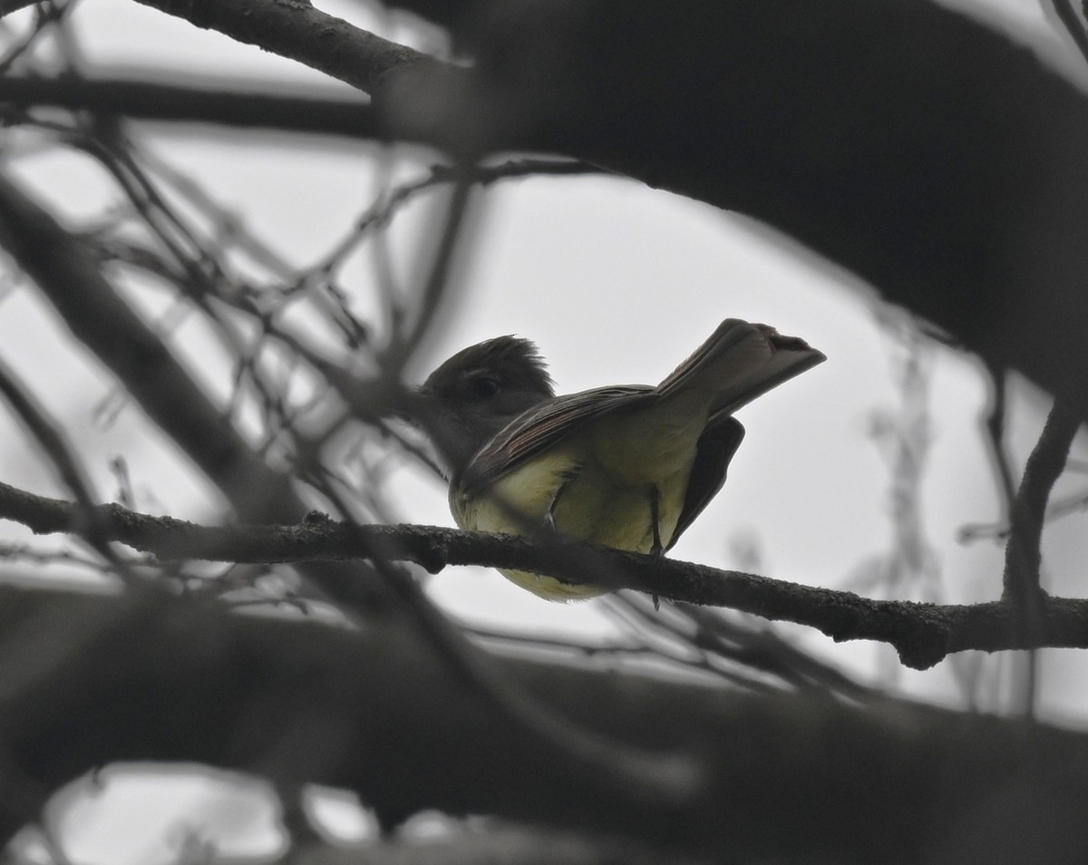 Great Crested Flycatcher - ML634245891