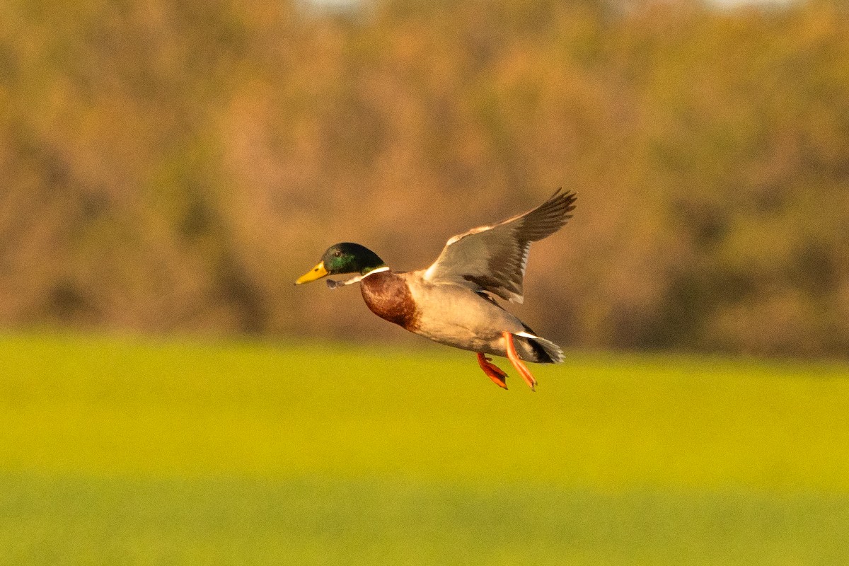 Mallard - ML634245893