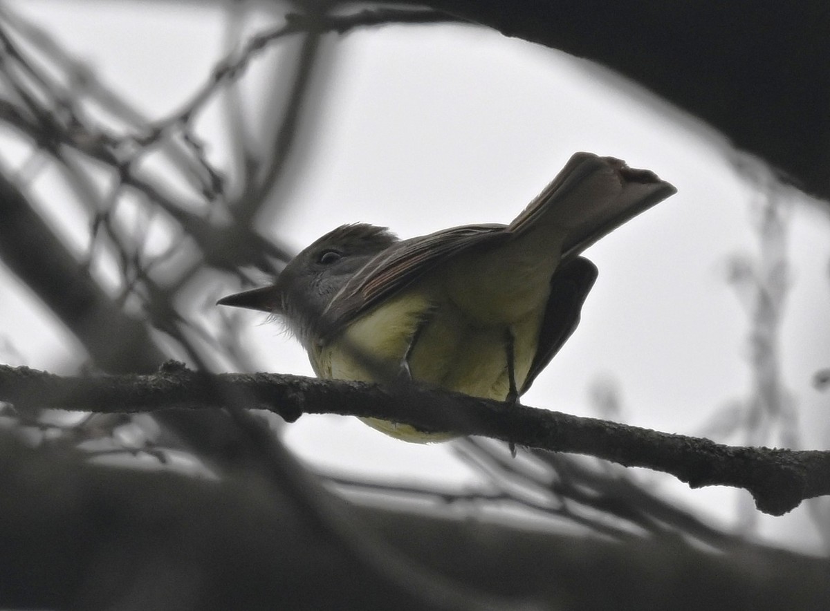 Great Crested Flycatcher - ML634245896