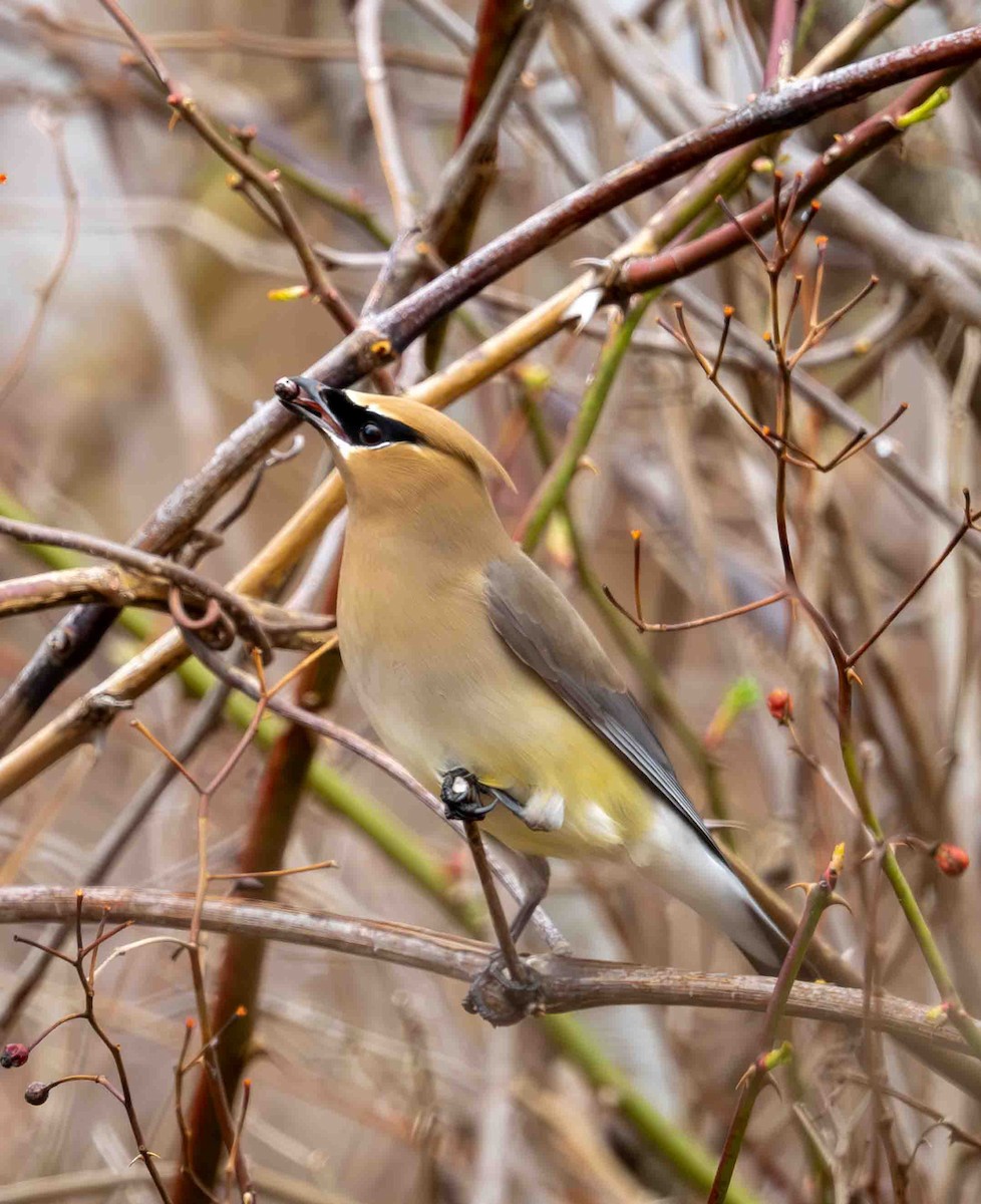 Cedar Waxwing - ML634245900