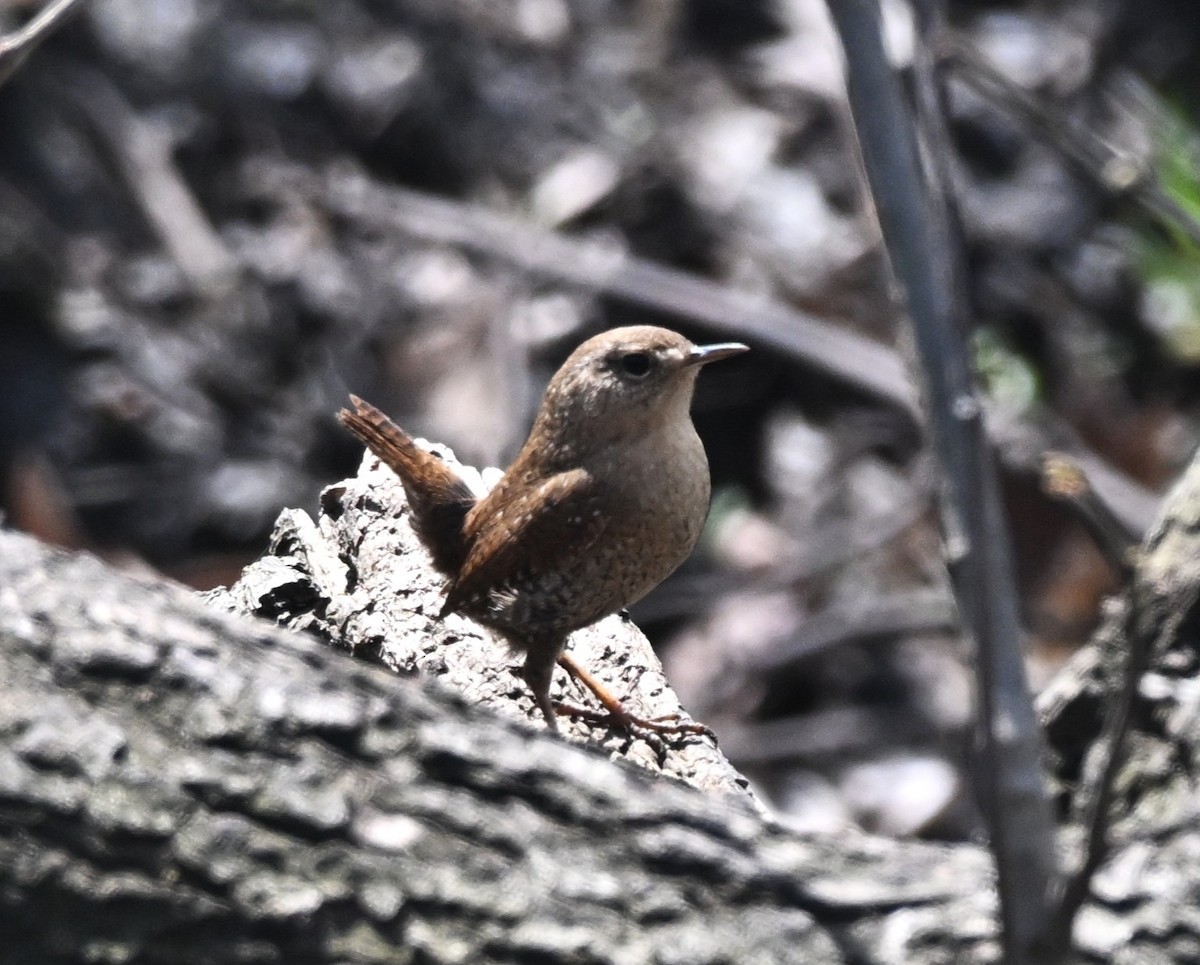 Winter Wren - ML634245912
