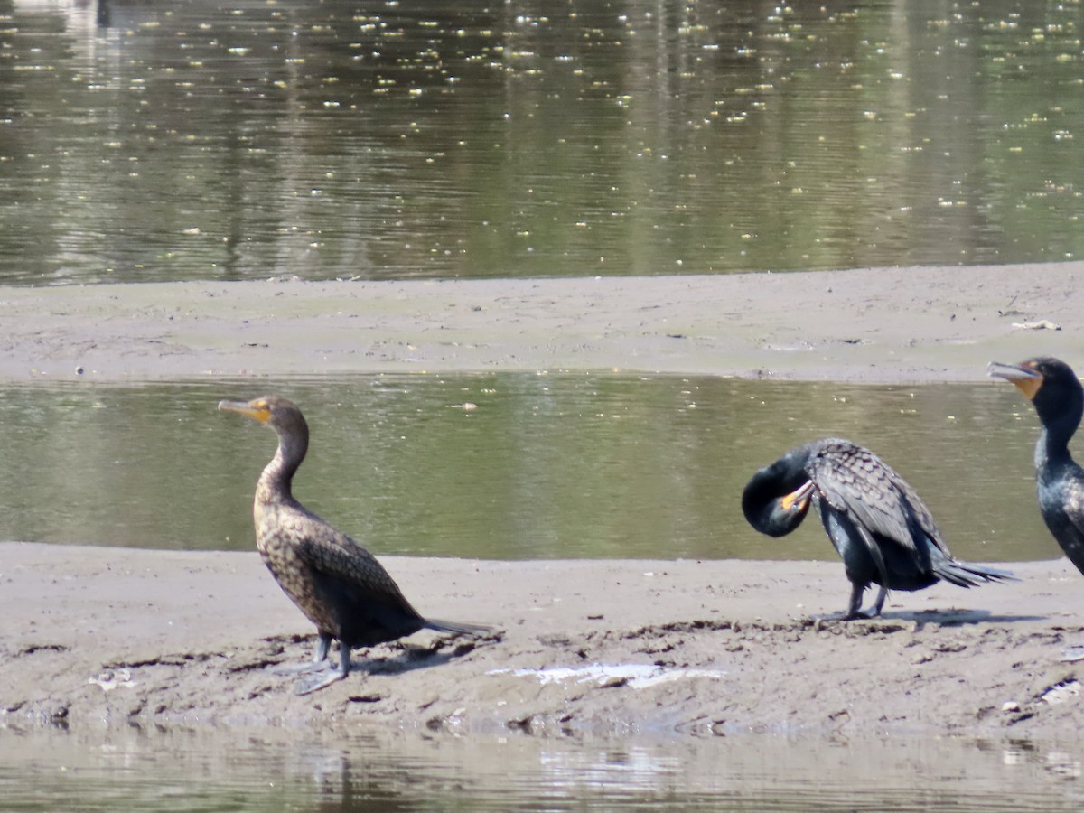Double-crested Cormorant - ML634245920