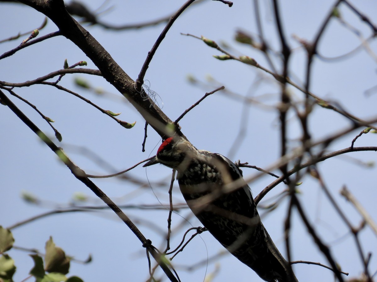 Yellow-bellied Sapsucker - ML634245947