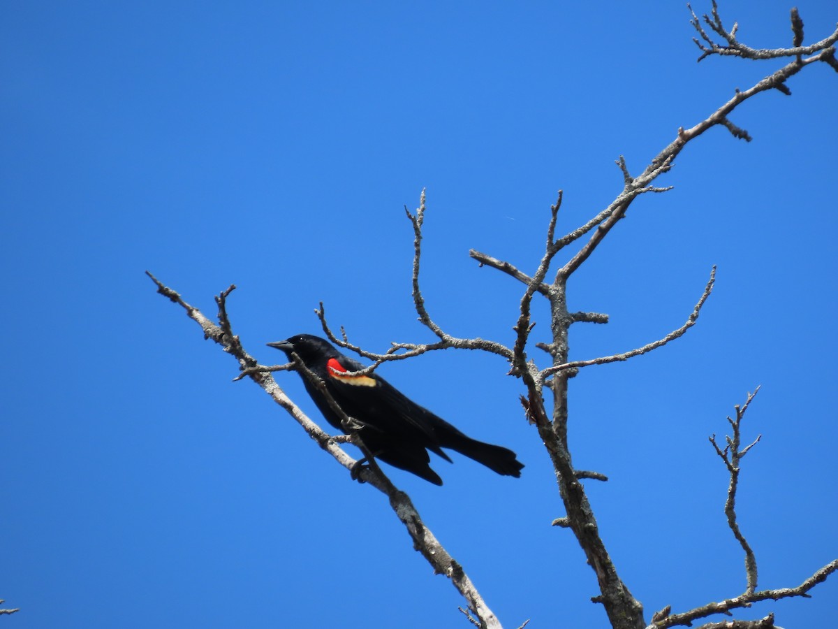 Red-winged Blackbird - ML634245974