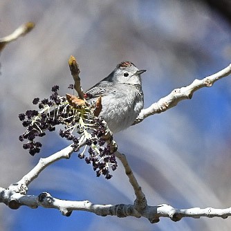 Lucy's Warbler - ML634246009