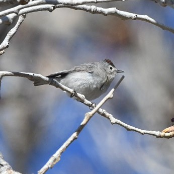 Lucy's Warbler - ML634246140