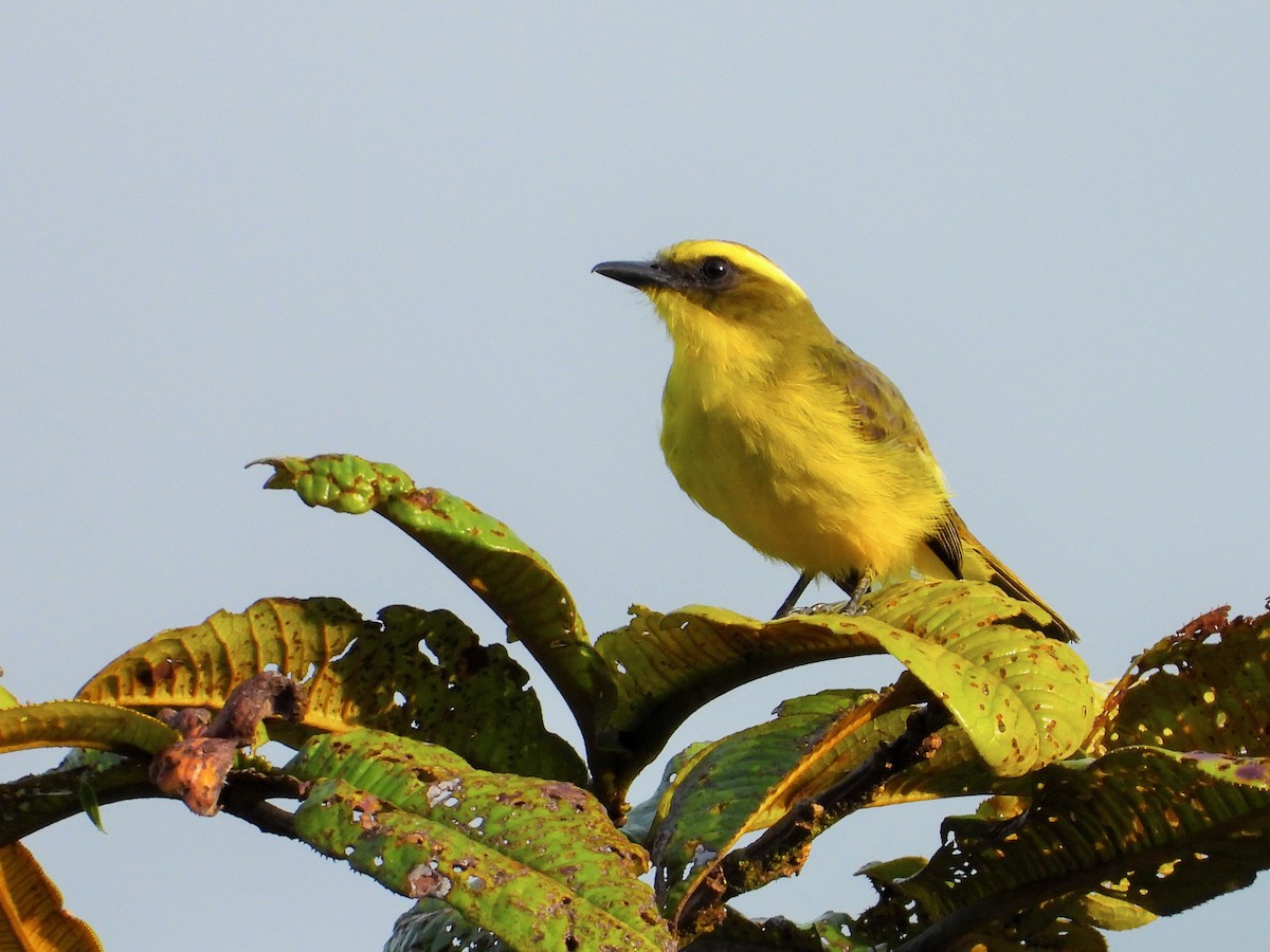 Lemon-browed Flycatcher - ML634246158