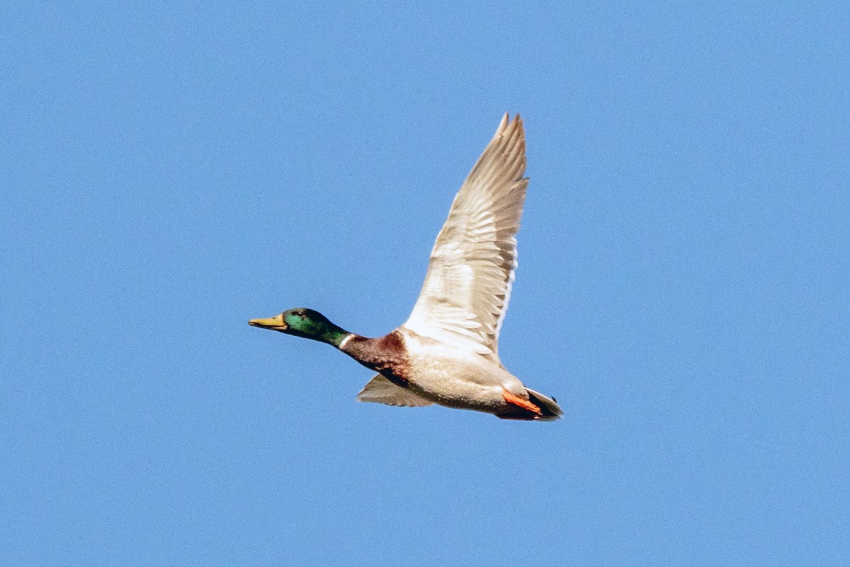 Mallard - ML634246313