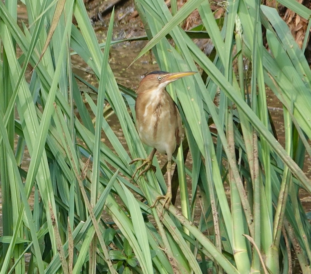 Least Bittern - ML634246558
