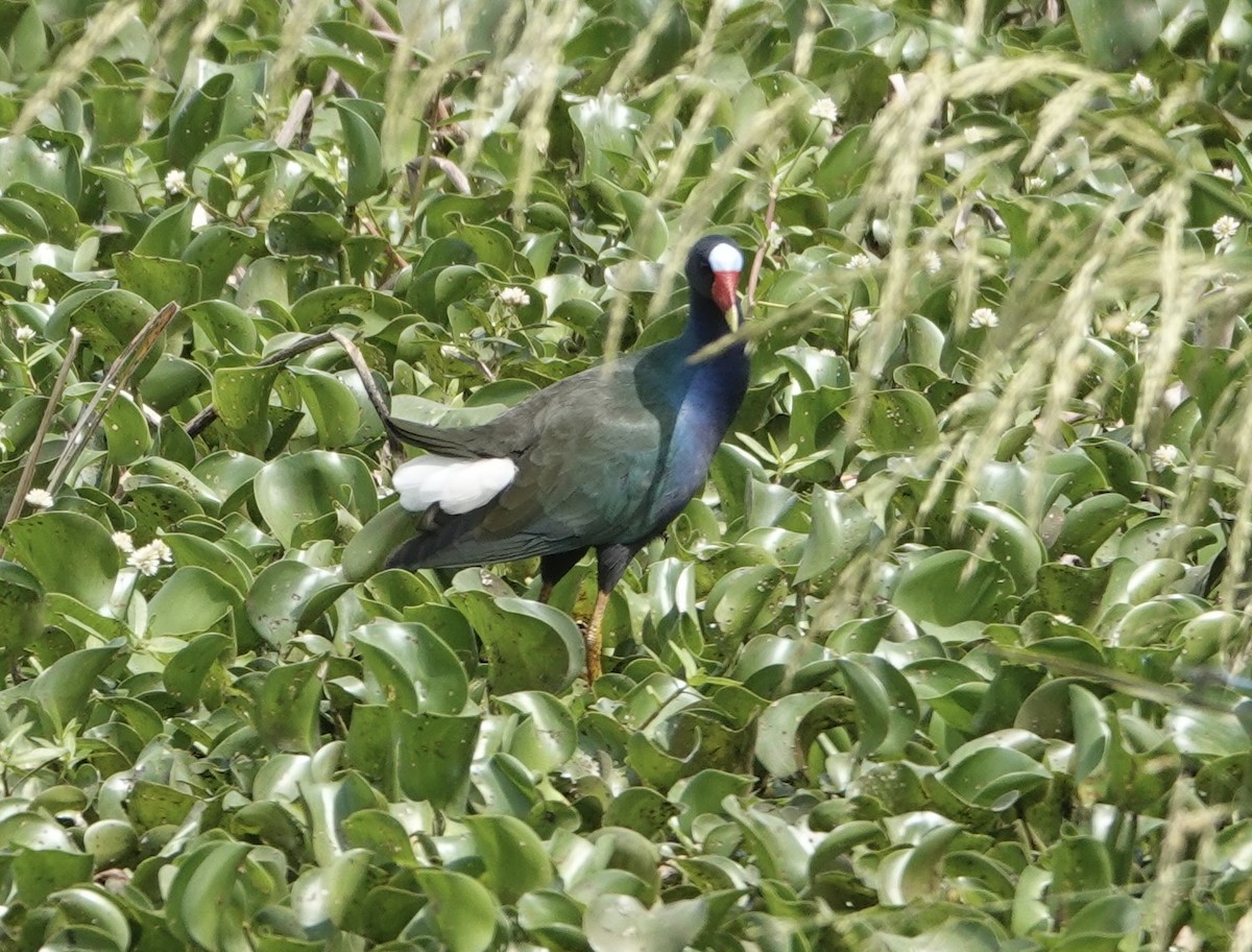 Purple Gallinule - ML634246593