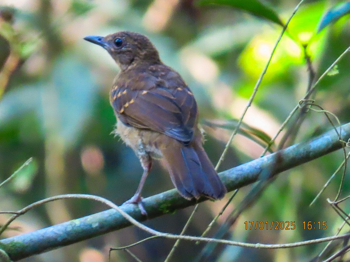 Hauxwell's Thrush - ML634246598