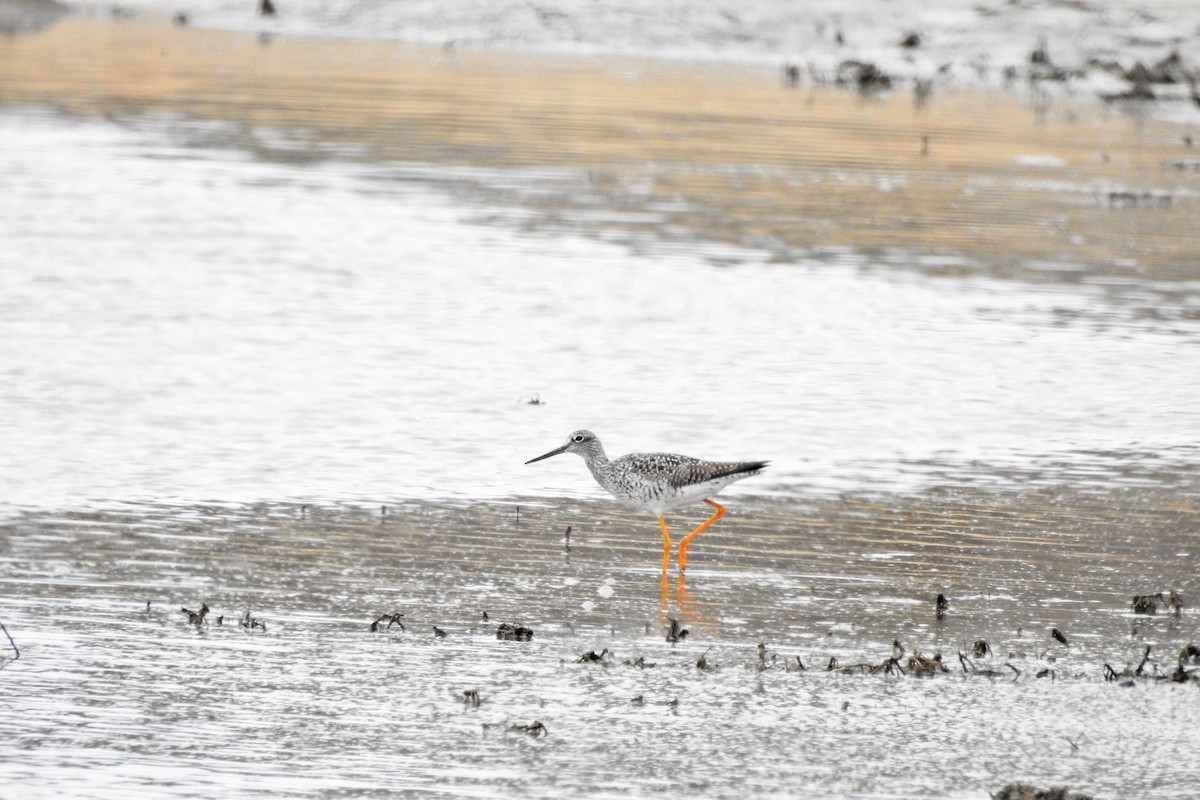 Greater Yellowlegs - ML634246704