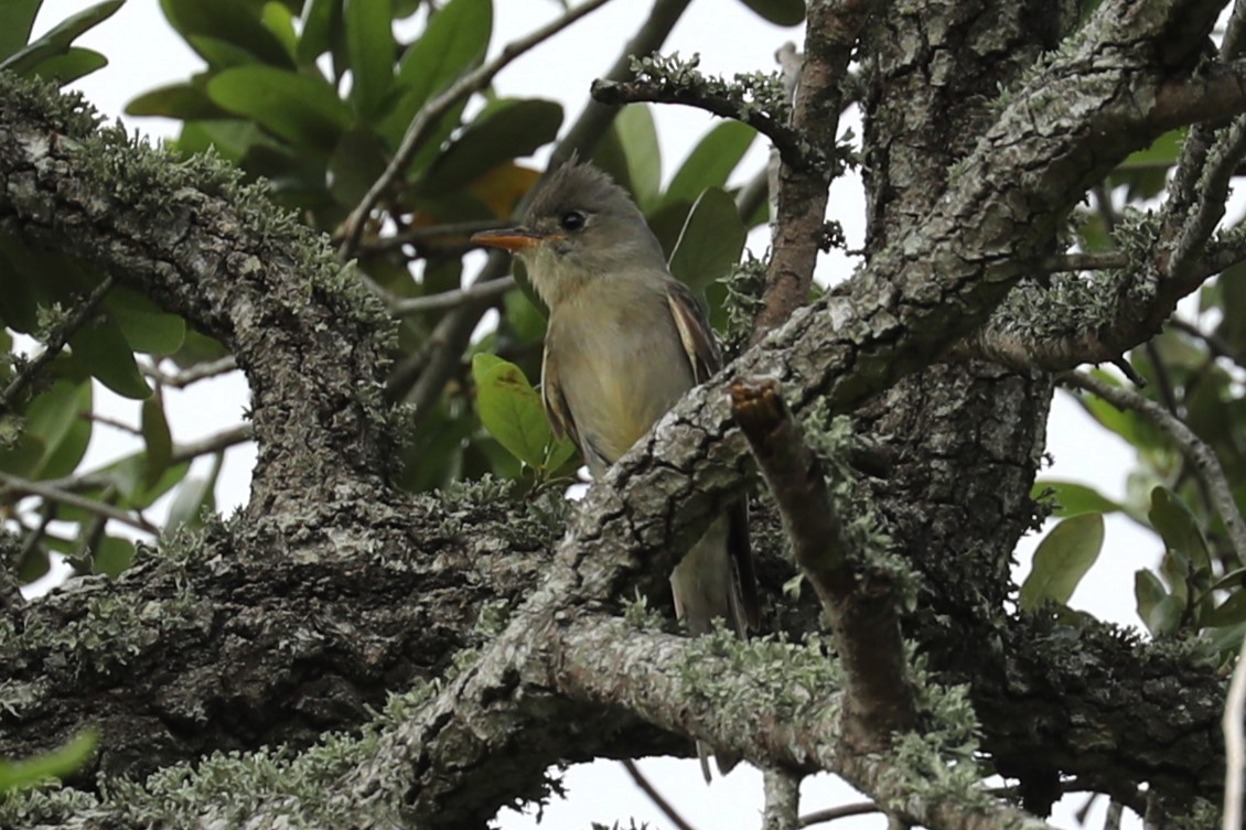Greater Pewee - ML634246750