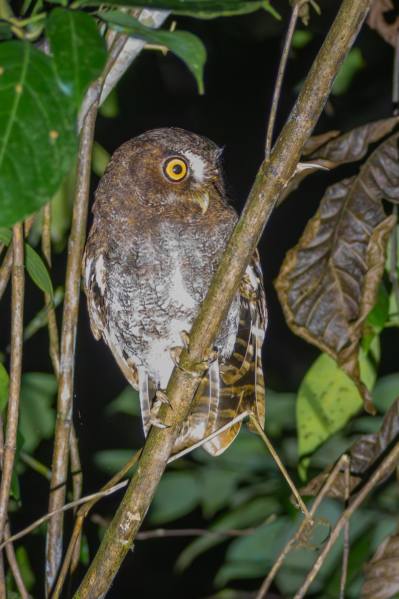 Foothill Screech-Owl - ML634246842