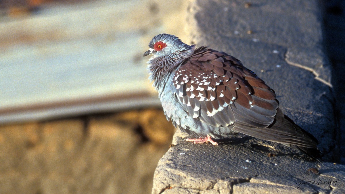 Speckled Pigeon - ML634246850